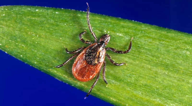 garrapata, picadura, sufre, carne de mamífero, alergia, adquirió, salud,