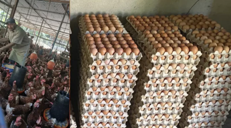 nicaragua, huevos, casillas d huevos