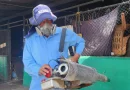 Nicaragua, minsa, jornada de abatizacion, barrio la cruz, managua, medidas