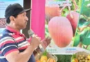nicaragua, inda, gobierno de nicaragüa, manejo nutricional, arboles frutales,