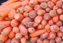 cultivo de zanahorias, producción agrícola nicaragua, mercados nacionales de zanahorias, productores de hortalizas, seguridad alimentaria nicaragua, sostenibilidad agrícola, asistencia técnica agrícola, cosecha de zanahorias 2025, sector hortícola nicaragua