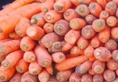 cultivo de zanahorias, producción agrícola nicaragua, mercados nacionales de zanahorias, productores de hortalizas, seguridad alimentaria nicaragua, sostenibilidad agrícola, asistencia técnica agrícola, cosecha de zanahorias 2025, sector hortícola nicaragua