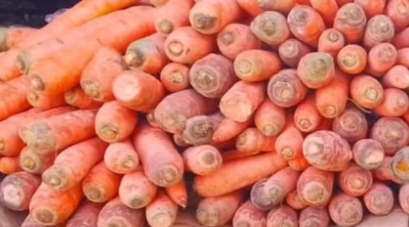 cultivo de zanahorias, producción agrícola nicaragua, mercados nacionales de zanahorias, productores de hortalizas, seguridad alimentaria nicaragua, sostenibilidad agrícola, asistencia técnica agrícola, cosecha de zanahorias 2025, sector hortícola nicaragua