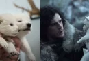 revive, extinto, lobo gigante, lobo terrible, Juego de Tronos, Game of Thrones, científicos,