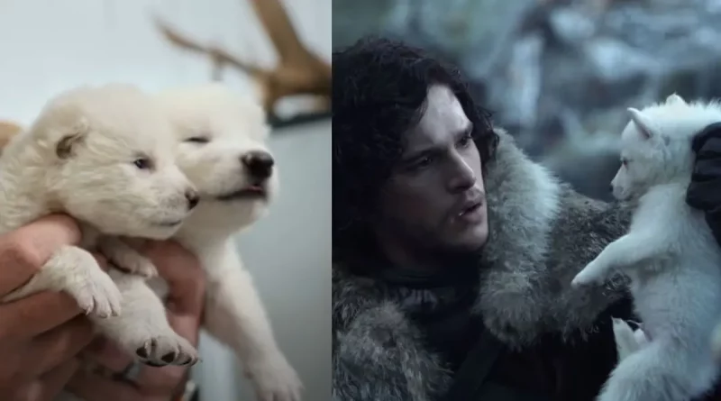 revive, extinto, lobo gigante, lobo terrible, Juego de Tronos, Game of Thrones, científicos,