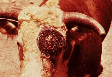 gusano barrenador, mexico, rt en español, primer caso, humano de miasis, antibióticos, jurisdicción sanitaria
