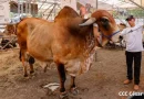 dinamismo económica, feria ganadera, Nicaragua, gobierno de Nicaragua, Siuna, economía,