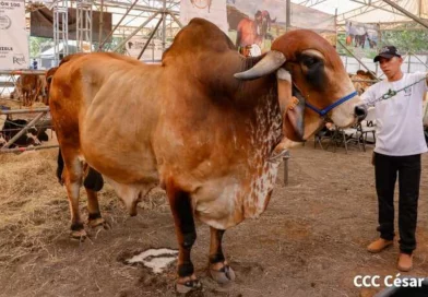 dinamismo económica, feria ganadera, Nicaragua, gobierno de Nicaragua, Siuna, economía,