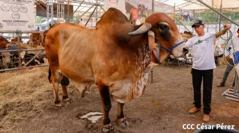 dinamismo económica, feria ganadera, Nicaragua, gobierno de Nicaragua, Siuna, economía,