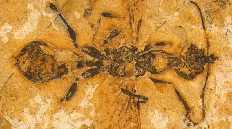 fósil, descubre, científicos, hormiga infernal, nueva especie, hace 113 millones de años,