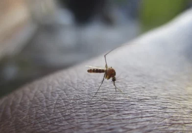 minsa, informe, nicaragua, dengue, malaria, casos, influenza,