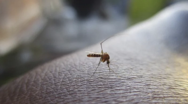 minsa, informe, nicaragua, dengue, malaria, casos, influenza,
