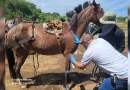 equino, caballo, Managua, Plan integral, bienestar de equinos, recolección de residuos, alcaldía, Managua, MINSA, IPSA,
