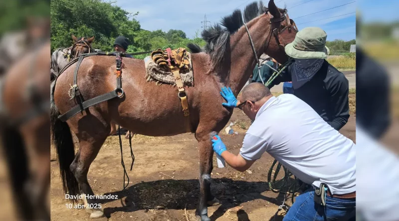 equino, caballo, Managua, Plan integral, bienestar de equinos, recolección de residuos, alcaldía, Managua, MINSA, IPSA,