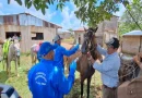 jornada sanitaria, IPSA, Matalgalpa, Boaco, equinos, caballos, protección, sanidad, gusano barrenador,