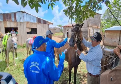 jornada sanitaria, IPSA, Matalgalpa, Boaco, equinos, caballos, protección, sanidad, gusano barrenador,