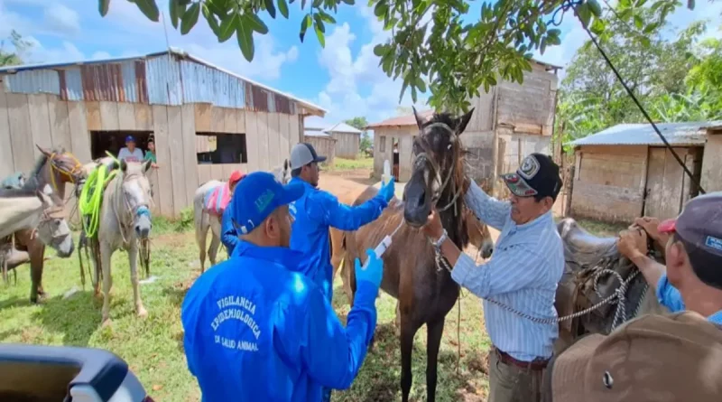 jornada sanitaria, IPSA, Matalgalpa, Boaco, equinos, caballos, protección, sanidad, gusano barrenador,