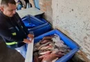 INPESCA, monitoreo cientifico, León, Chinandega, centros de acopio, puntos de venta, productos pesqueros,