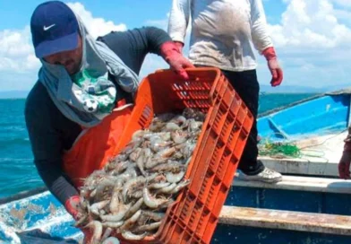 inpesca, nicaragua, gobierno de nicaragua, langosta, veda, Nicaragua, Nicaragua,
