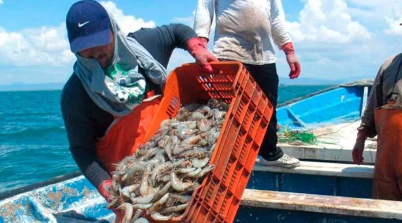 inpesca, nicaragua, gobierno de nicaragua, langosta, veda, Nicaragua, Nicaragua,