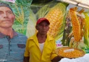 nicaragua, inta, producción, semillas, alimentos