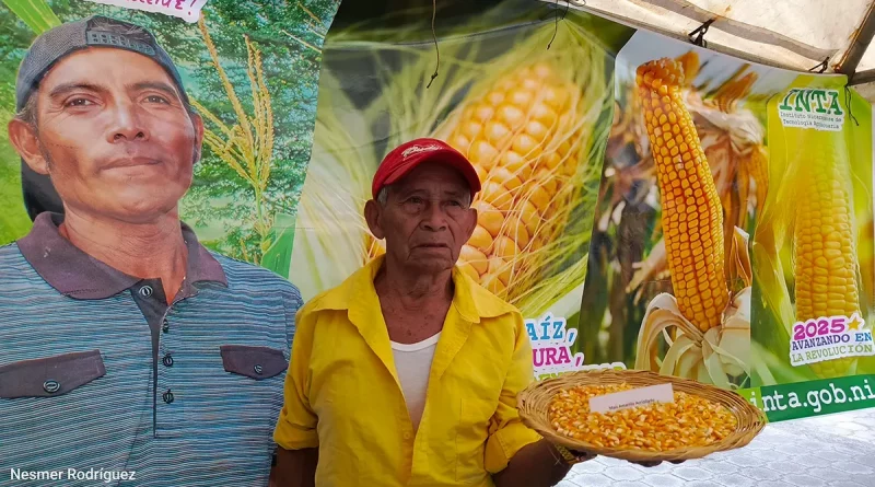 nicaragua, inta, producción, semillas, alimentos
