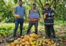 ipsa, nicaragua, monitoreo fitósanitario, cacao,