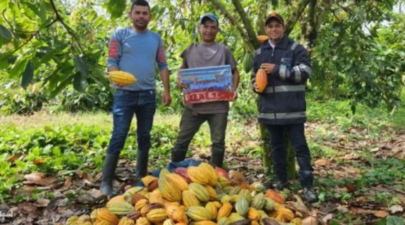 ipsa, nicaragua, monitoreo fitósanitario, cacao,