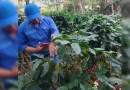 IPSA, monitoreo, producción cafetalera, café, producción,