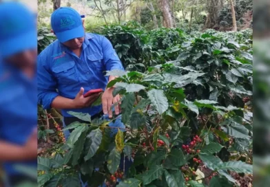 IPSA, monitoreo, producción cafetalera, café, producción,