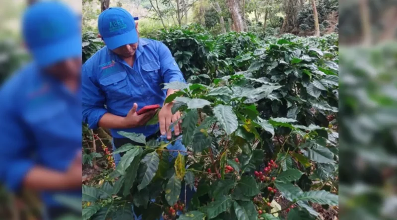 IPSA, monitoreo, producción cafetalera, café, producción,