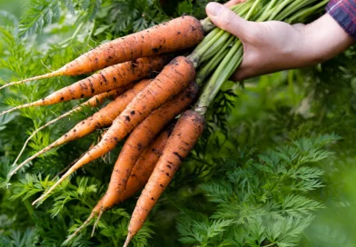 producción de zanahoria, zanahoria, Nicaragua, gobierno de Nicaragua, nicaragüa, producción,