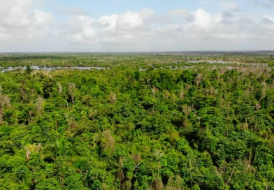 gobierno de nicaragua, marena nicaragua, reserva natural llanos de limbaika, costa caribe norte nicaragua, conservación biodiversidad, especies protegidas, sistema nacional de veda, protección de bosques