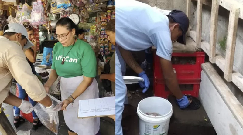 nicaragua, minsa, desratizacion, campaña nacional