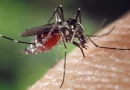 minsa, salud, reporte, mosquito, malaria, neumonía, dismunicion de casos,