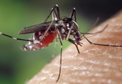 minsa, salud, reporte, mosquito, malaria, neumonía, dismunicion de casos,