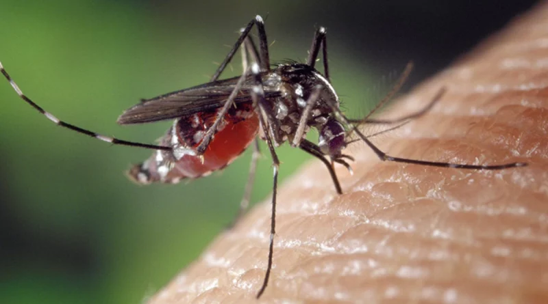 minsa, salud, reporte, mosquito, malaria, neumonía, dismunicion de casos,