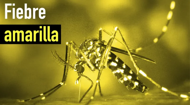 nicaragua, fiebre amarilla, ministerio de salud,