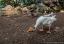 parque ecológico, nicaragüa, turismo, marena, chontales,