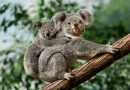 Koala, Insólito, incendio forestal, mata, sacrifica, afectados, Australia, insólito, rechazo, media humanitaria, indignación,