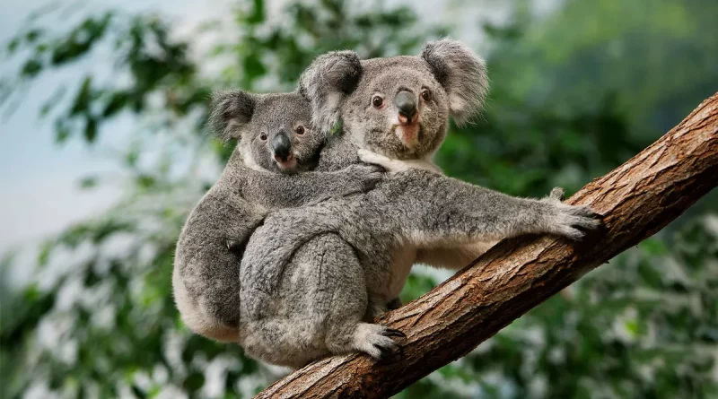 Koala, Insólito, incendio forestal, mata, sacrifica, afectados, Australia, insólito, rechazo, media humanitaria, indignación,