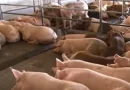 producción, carne, cerdo, nicaragua