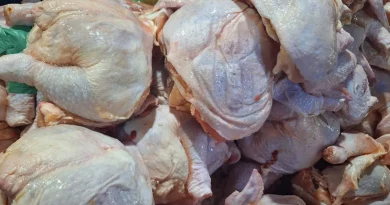 nicaragua, mag, produccion de pollo, produccion, pollo,
