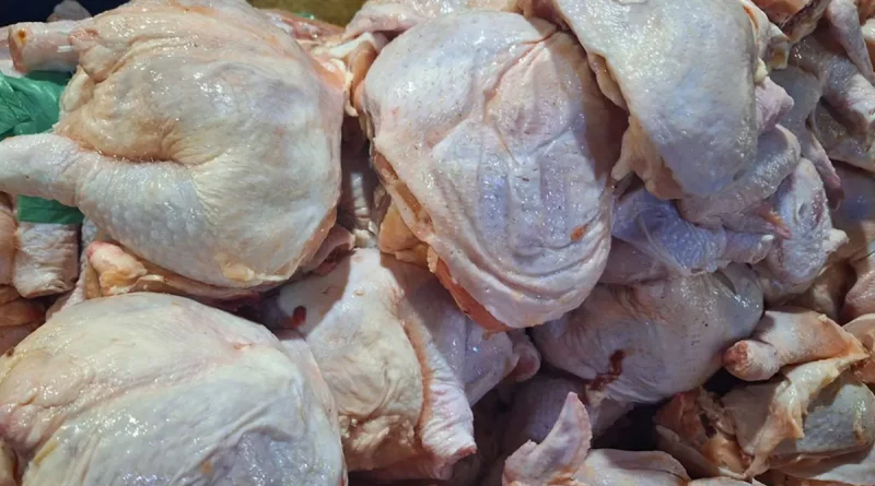 nicaragua, mag, produccion de pollo, produccion, pollo,