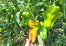 nicaragua, produccion, chiltoma, mag,