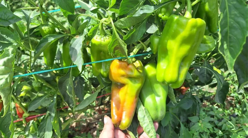 nicaragua, produccion, chiltoma, mag,