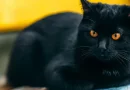 misterio, origen, gatos domésticos