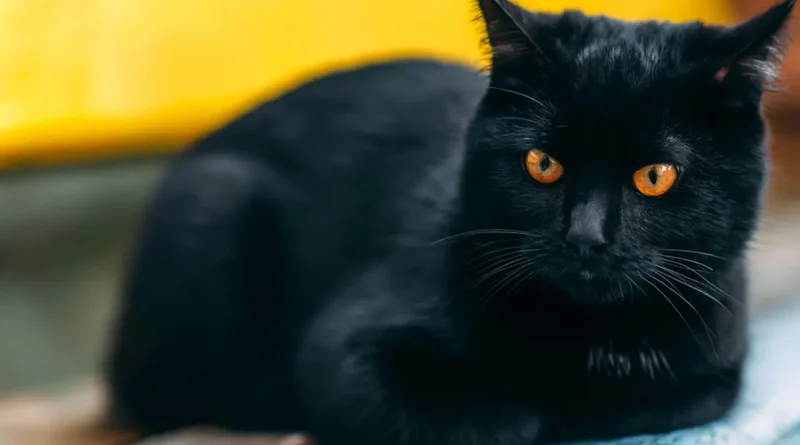 misterio, origen, gatos domésticos