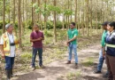 marena, siena, avancese, reforestación, sostenibilidad,