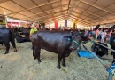feria nacional, venezuela, caracas, ovina, bufalina, caprina